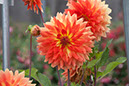 Cox_20110806_029
