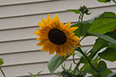 Cox_20110806_112