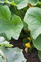 Cox_20110806_156