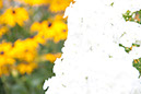 Cox_20110806_083