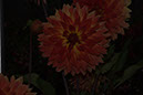 Cox_20110806_034