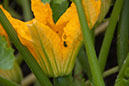 Cox_20110806_129