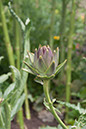 Cox_20110806_173