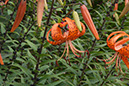 Cox_20110806_075