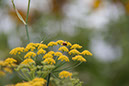 Cox_20110806_048