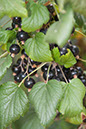 Cox_20110806_117