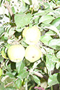 Cox_20110806_078