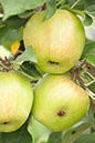 Cox_20110806_081