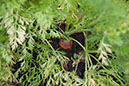 Cox_20110806_168
