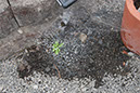 Cox_20110806_097