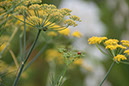 Cox_20110806_044