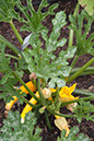 Cox_20110806_060