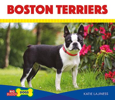 Boston Terriers