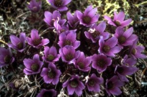Alpine Anemone.medium Are You Comparing Your Insides to Everyone Elses Outsides?