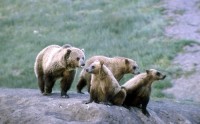 Grizzly Bear Sow and Three Cubs