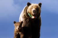Grizzly Bear Sow and Cub