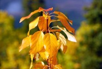 Autumn Leaves