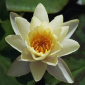 Waterlily_avatar