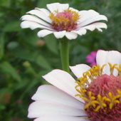 Sn853288