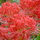 2007_09_26_magic_lily11