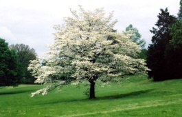 Dogwoodtree