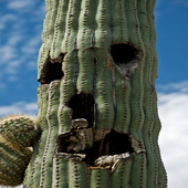 Saguaros111