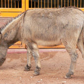Donkey