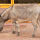 Donkey