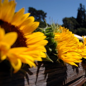 Wedding_sunflowers