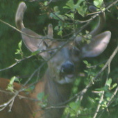 Lizdeer_018