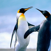 Penguins