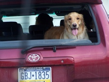 Dog_in_truck
