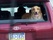 Dog_in_truck