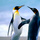 Penguins