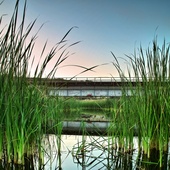 Cat_tails