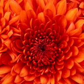 Chrysanthemum