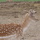 Picture_019