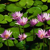 Water_lilies