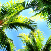 Photo-florida-palm_trees-web_site