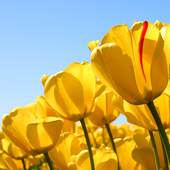 Tulips