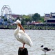 Patrick Kelly, Kemah Properties: Real Estate Agent in Kemah, TX