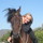 Horse_show_003