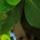 W_20sode_20rainbow_2009_1757_edited-1_2_