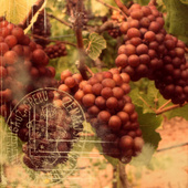 Vineyard