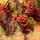 Vineyard