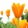 Orange_flower