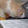 Fluffy_poo_and_printer