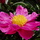 Flowers002