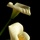 Cala_5-15-08