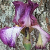 Spring_2011_043